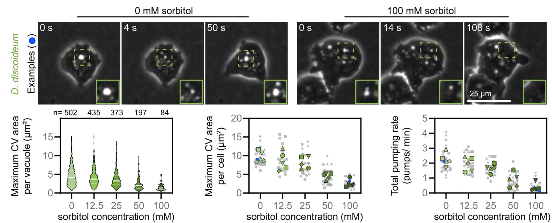 Open access visualization of Violin Plot, Scatter Plot, D. discoideum cells, Water, Sorbitol
