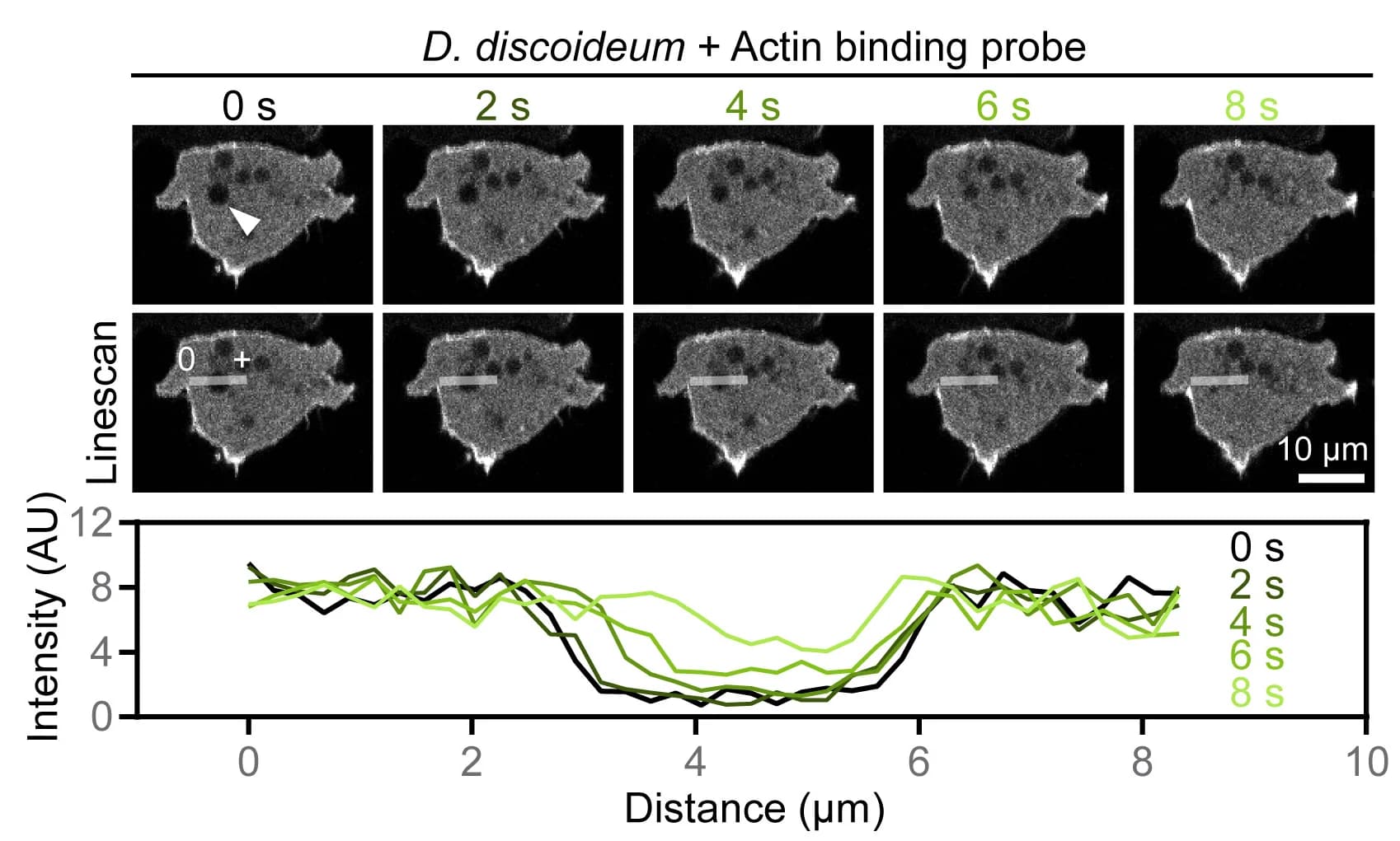 Open access visualization of Line Plot, Microscopy, D. discoideum cells, Actin binding protein, RFP-LimE