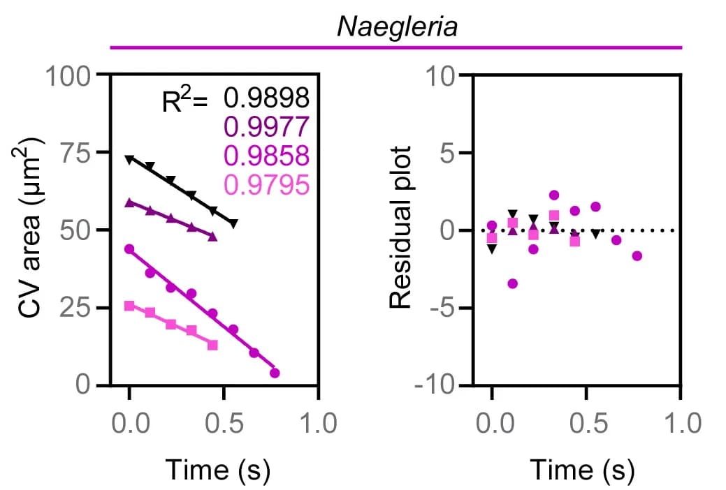 Open access visualization of Line Plot, Scatter Plot, N. gruberiamoebae, Contractile Vacuole, Vacuole Area