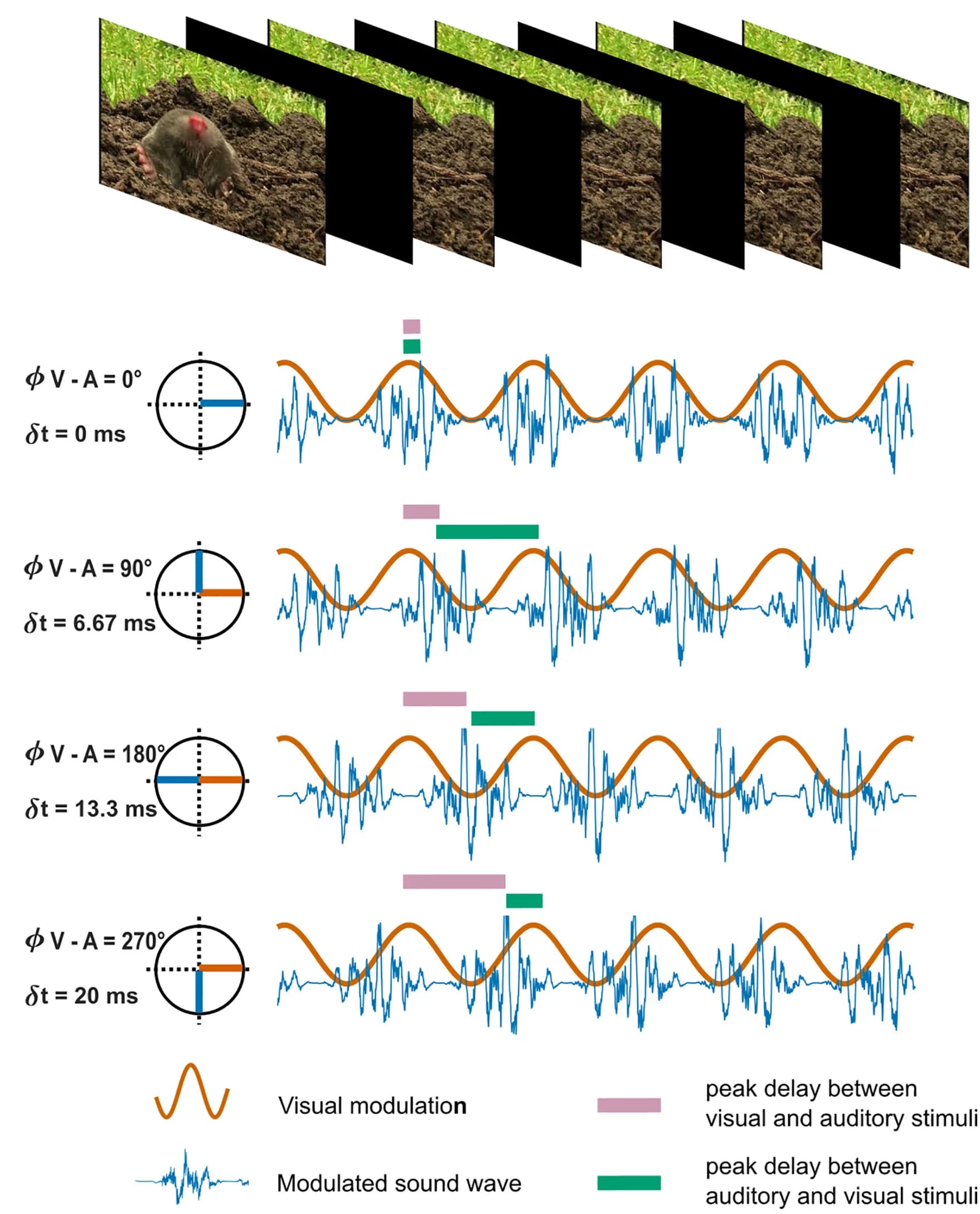 Open access visualization of Line Plot, Encoding phase, Video, Sound clip, Luminance