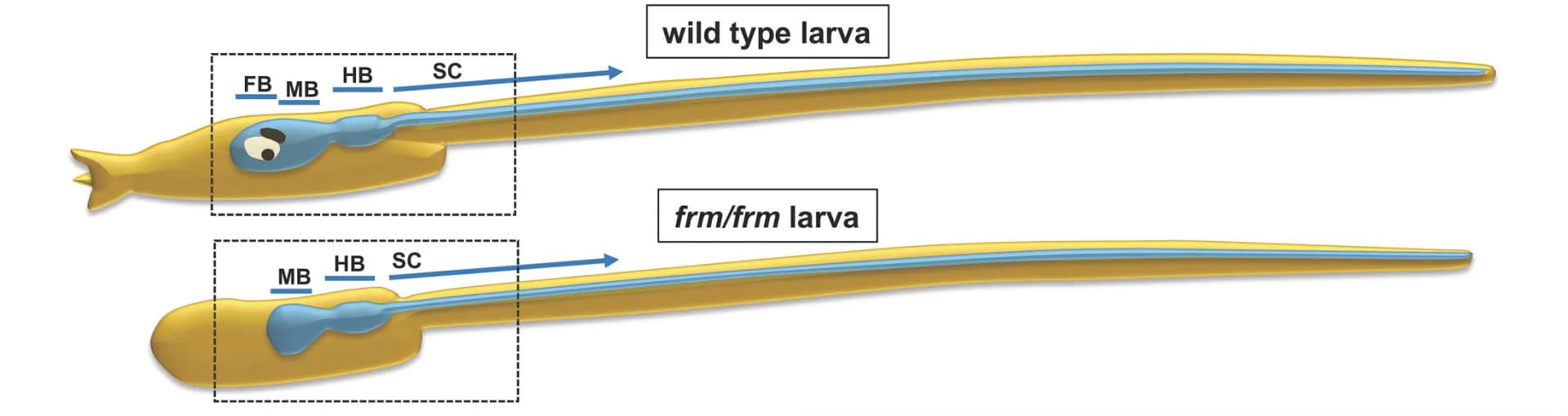 Open access visualization of Illustration, Wild Type, frm/frm Larvae, Central Nervous System, Forebrain