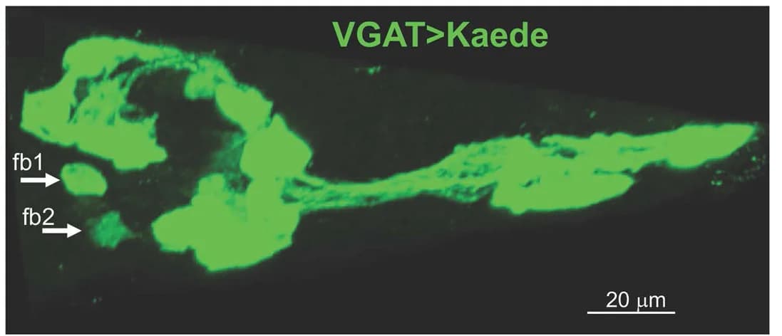 Open access visualization of Microscopy, Fluorescent Protein, Kaede, VGAT Promoter, Confocal Projection