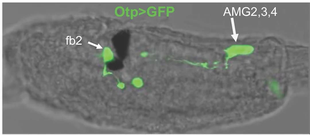 Open access visualization of Microscopy, Reporter Construct, GFP, Otp Promoter, Immunostaining