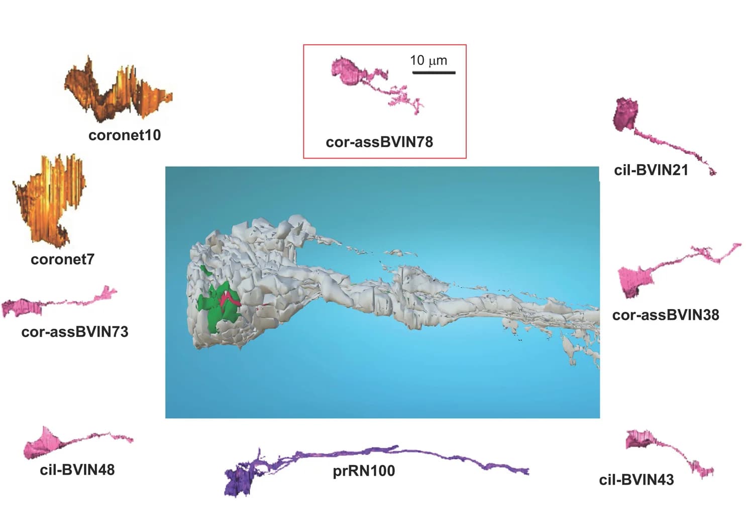 Open access visualization of 3D Plot, Ciona CNS, cor-assBVIN78, Neurons, Connectome