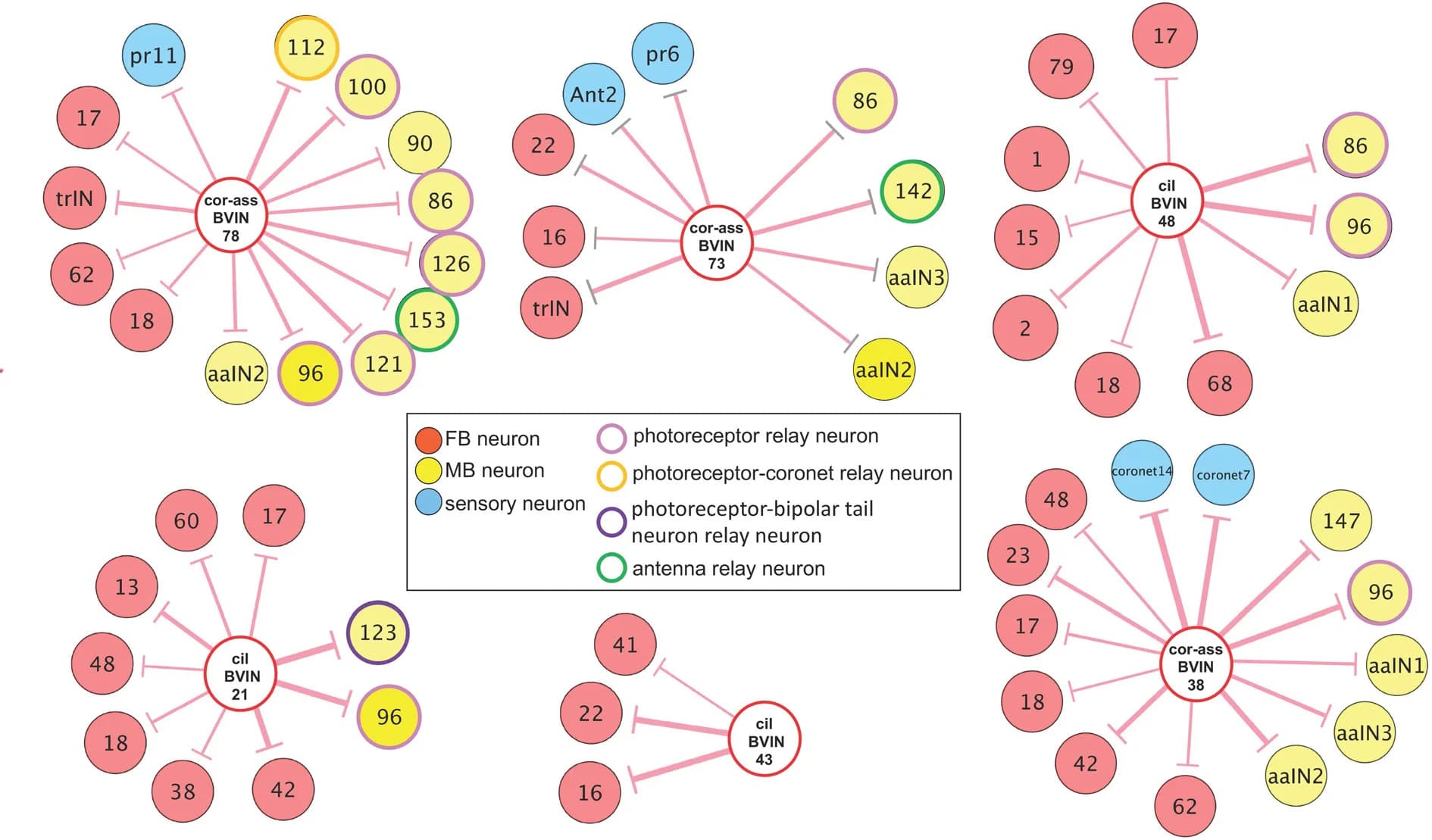 Open access visualization of Network, Pathway, BVIN Neurons, Synaptic targets, Sensory neurons