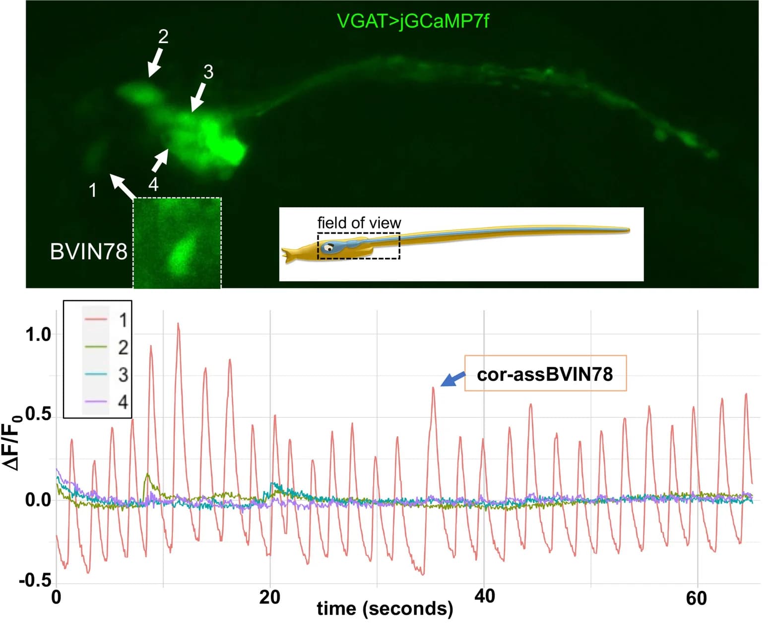 Open access visualization of Line Plot, Microscopy, Illustration, Calcium Imaging, Neurons