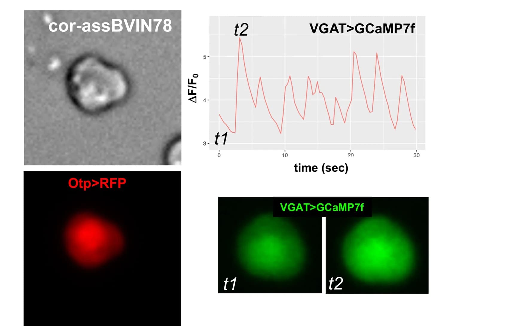 Open access visualization of Line Plot, Microscopy, Photo, Neurons, Fluorescence