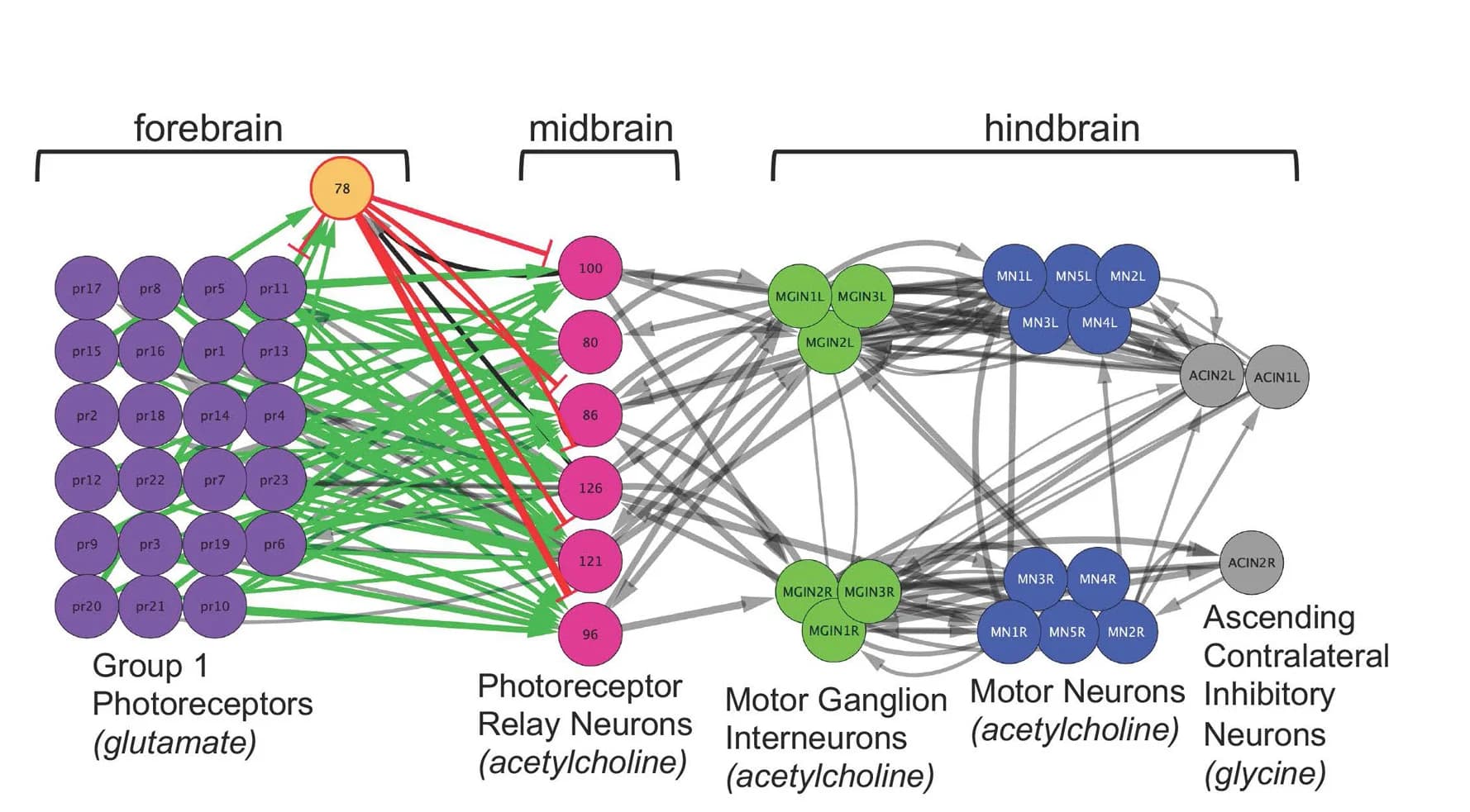 Open access visualization of Pathway, Phototaxis Circuit, Inhibitory Inputs, Photoreceptors, Synaptic Connections