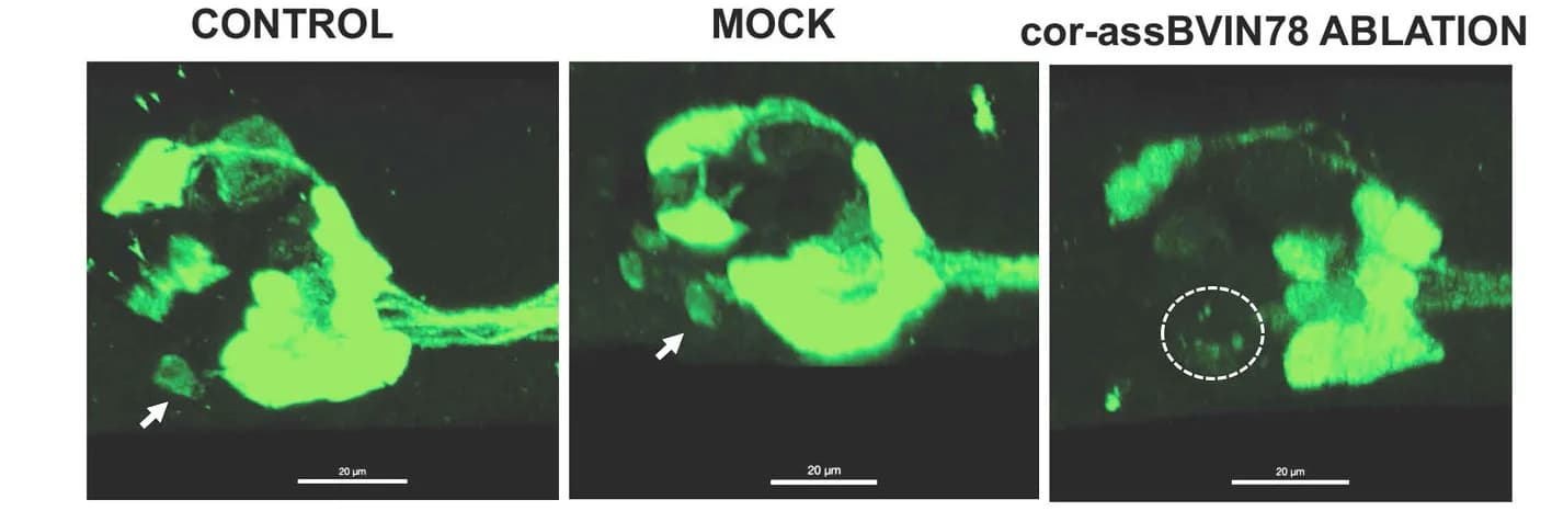 Open access visualization of Microscopy, Laser Ablation, Larvae, Immunostaining, Confocal Microscopy