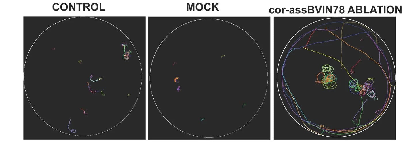 Open access visualization of Line Plot, Swim Tracks, Control, Larvae