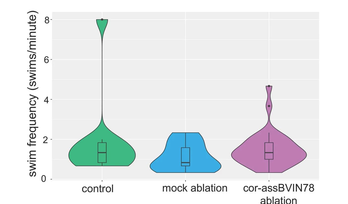 Open access visualization of Violin Plot, Box Plot, Violin Plots, Swim Frequency, Larvae
