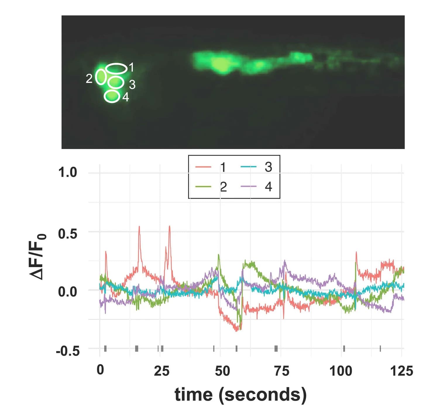 Open access visualization of Line Plot, Microscopy, Plots, VACHT-jGCaMP7f, Larvae