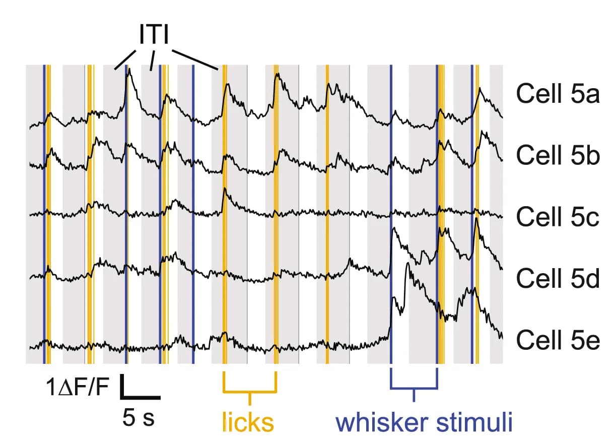 Open access visualization of Line Plot, VIP Cells, Imaging, Whisker Deflection, Licks
