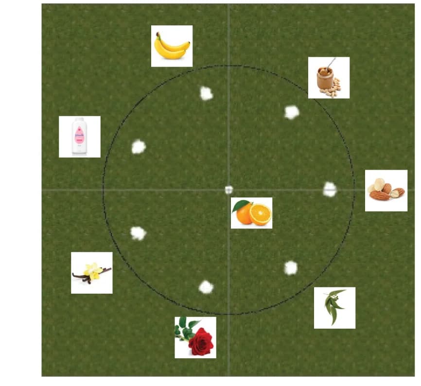 Open access visualization of Radar Chart, Odor Clouds, Virtual Environment, Navigation