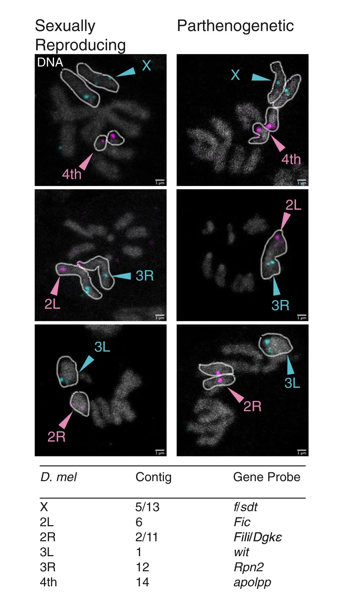 Open access visualization of Microscopy, Table Image, In Situ Hybridization, Gene Localization, HCR