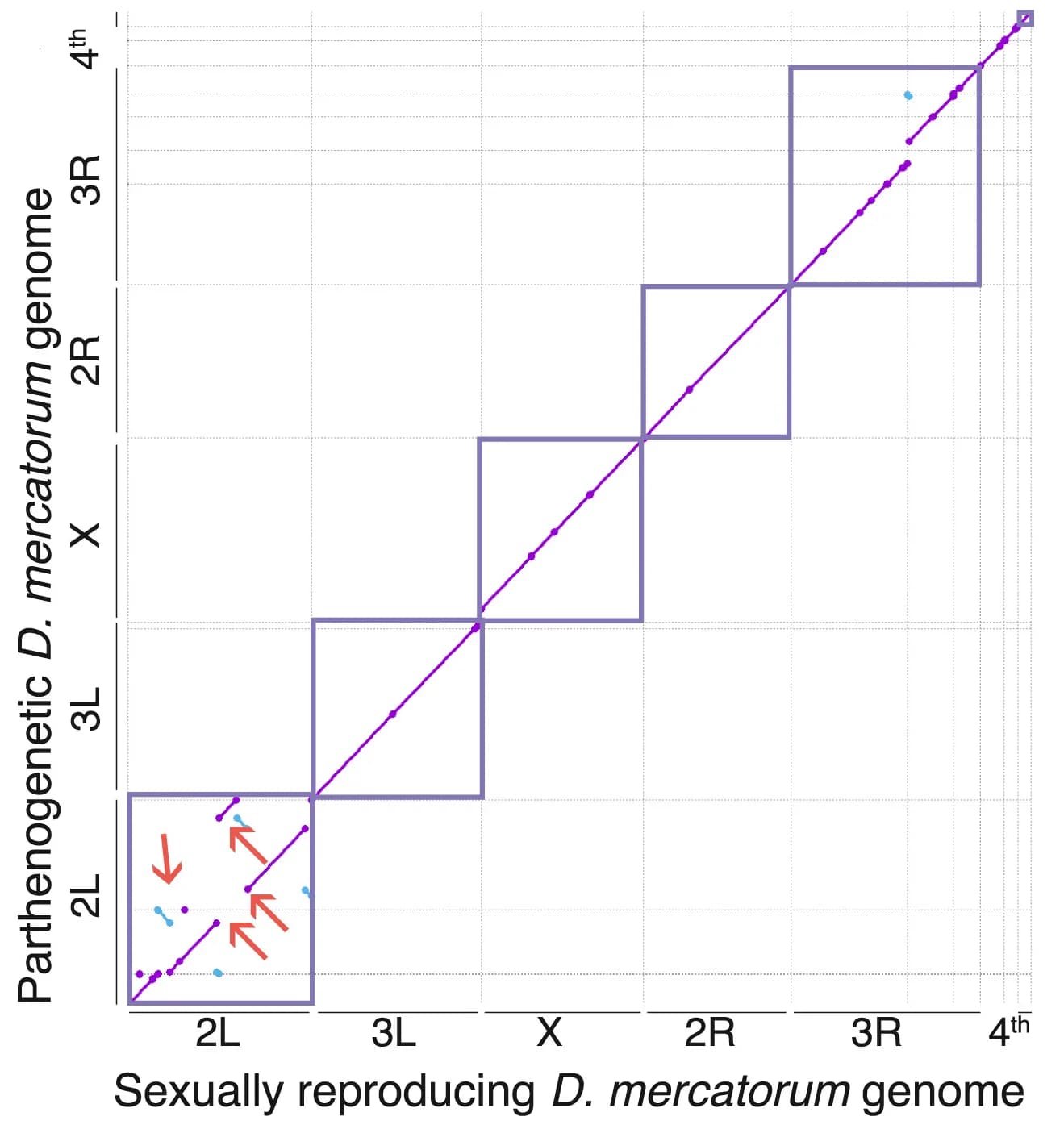 Open access visualization of Scatter Plot, Genome Alignment, Inversions, Translocations, Contigs