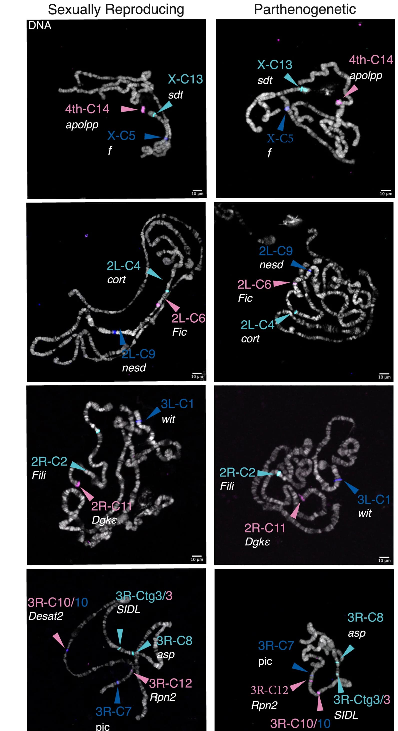 Open access visualization of Microscopy, Contigs, Salivary Gland, Polytene Chromosomes, In Situ Hybridization