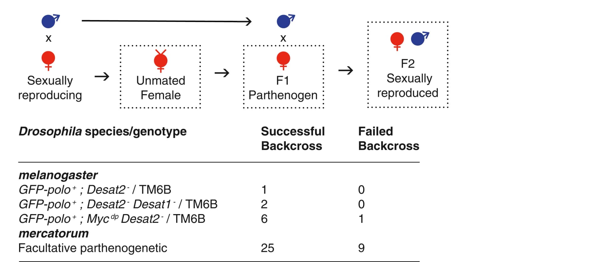 Open access visualization of Workflow, Table Image, Parthenogenesis, D. melanogaster, D. mercatorum