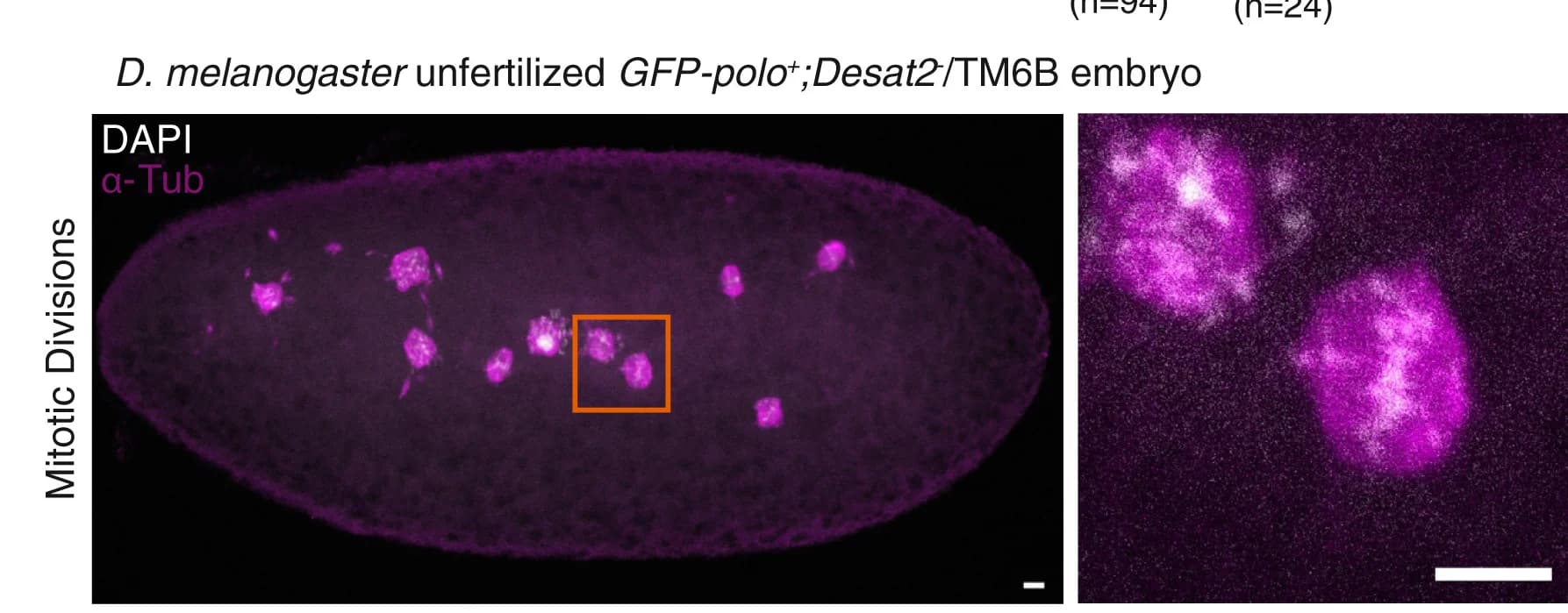 Open access visualization of Microscopy, D. melanogaster, Embryos, GFP-polo+, Desat2-