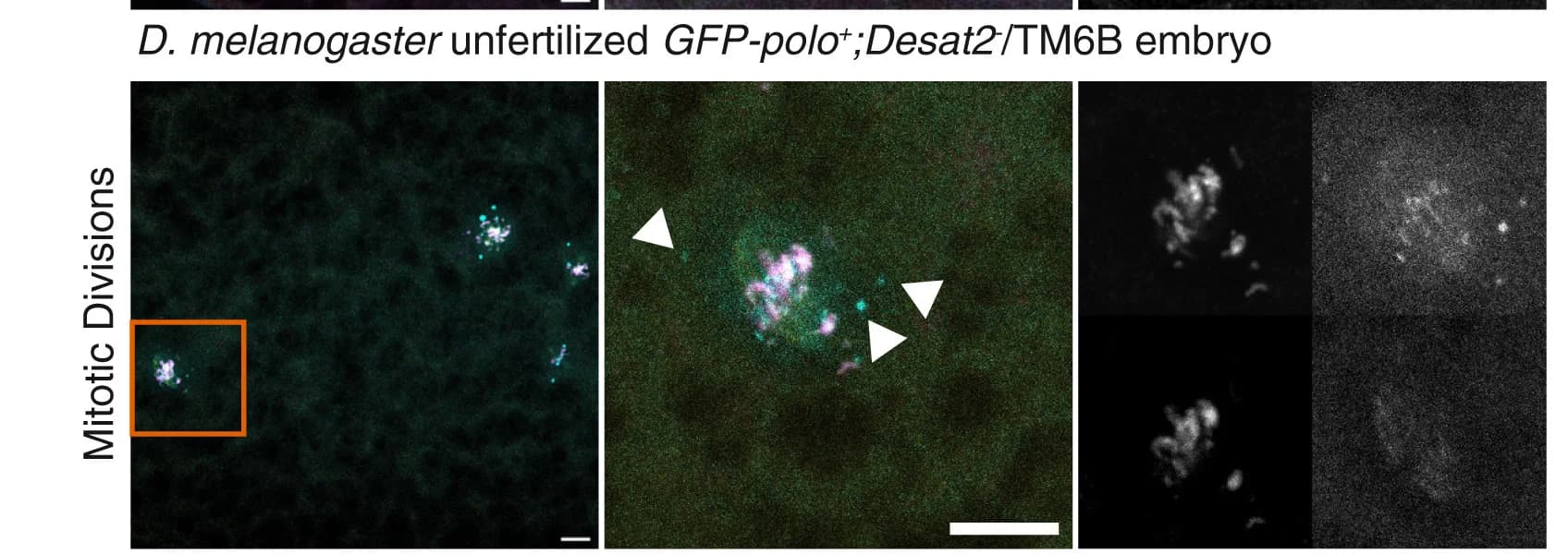 Open access visualization of Microscopy, Nucleus, Mitosis, Embryo, GFP-polo+