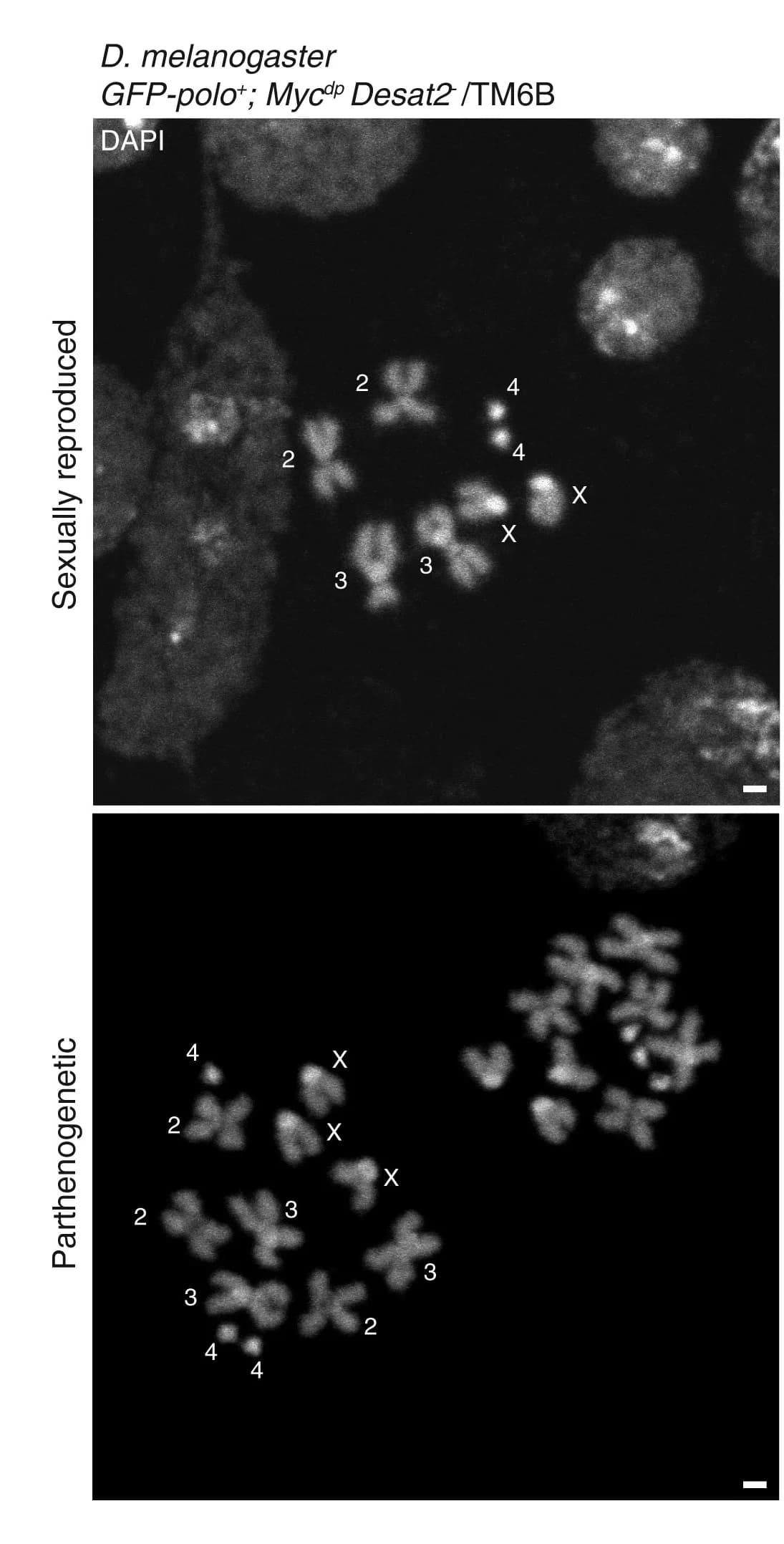 Open access visualization of Microscopy, Mitotic Karyotype, Chromosomes, Larval Neuroblasts, Sexual Reproduction