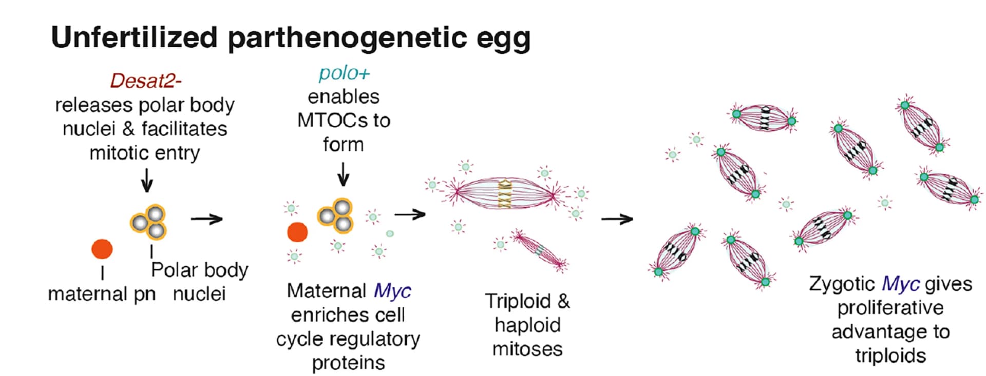 Open access visualization of Workflow, Unfertilized Eggs, Maternal Myc Expression, Cell Cycle Regulatory Proteins, Polar Bodies