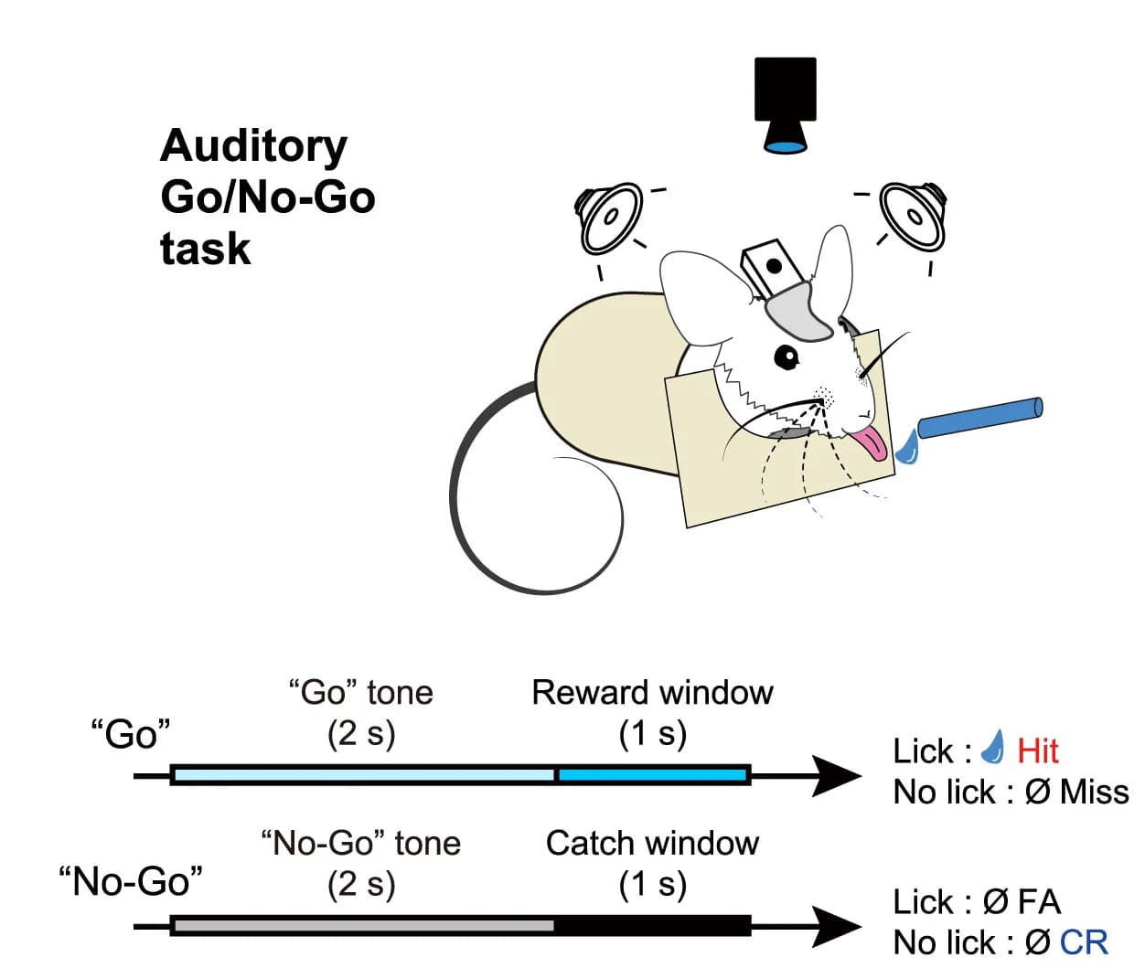 Open access visualization of Illustration, Workflow, Auditory Go/No-Go task