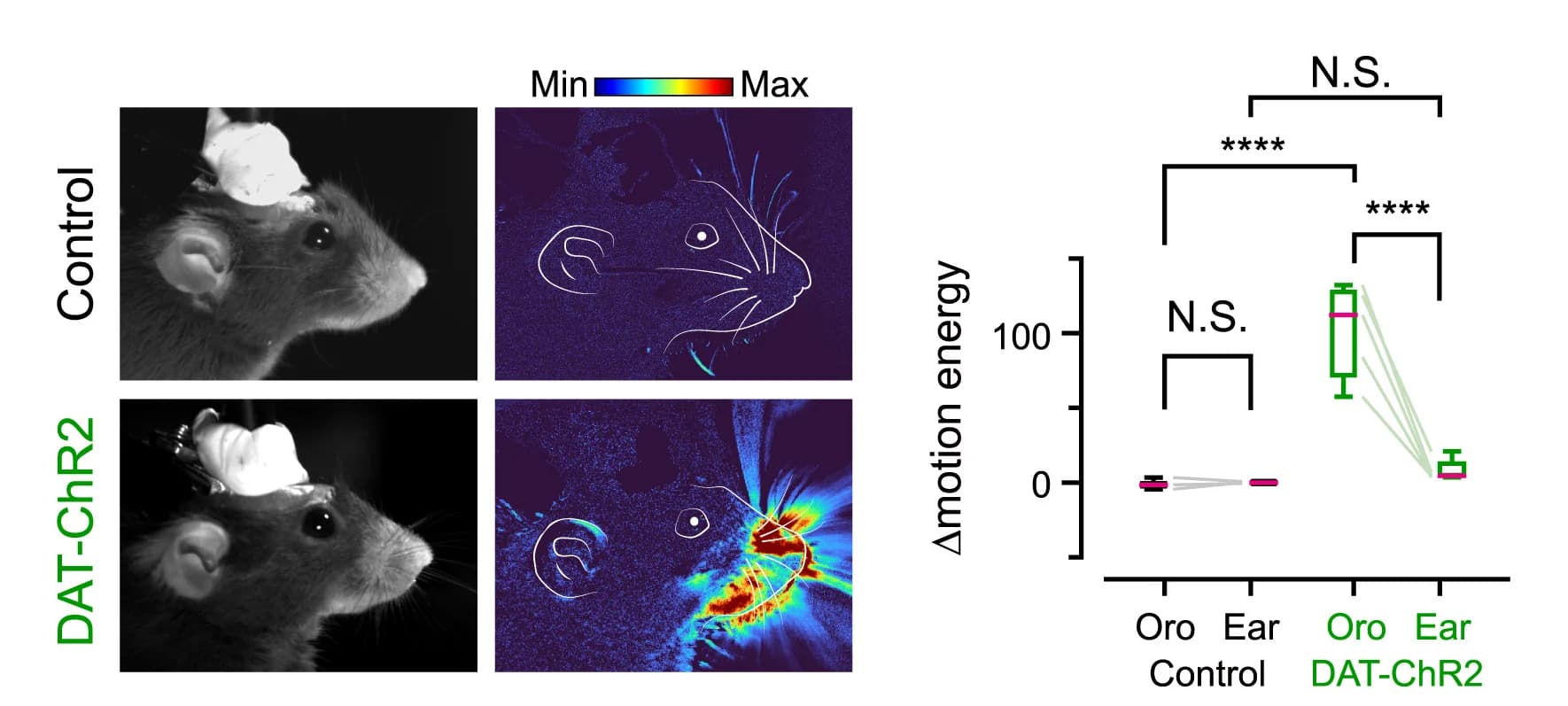 Open access visualization of Photo, Box Plot, Video Frames, Mice, Motion Energy Heatmaps