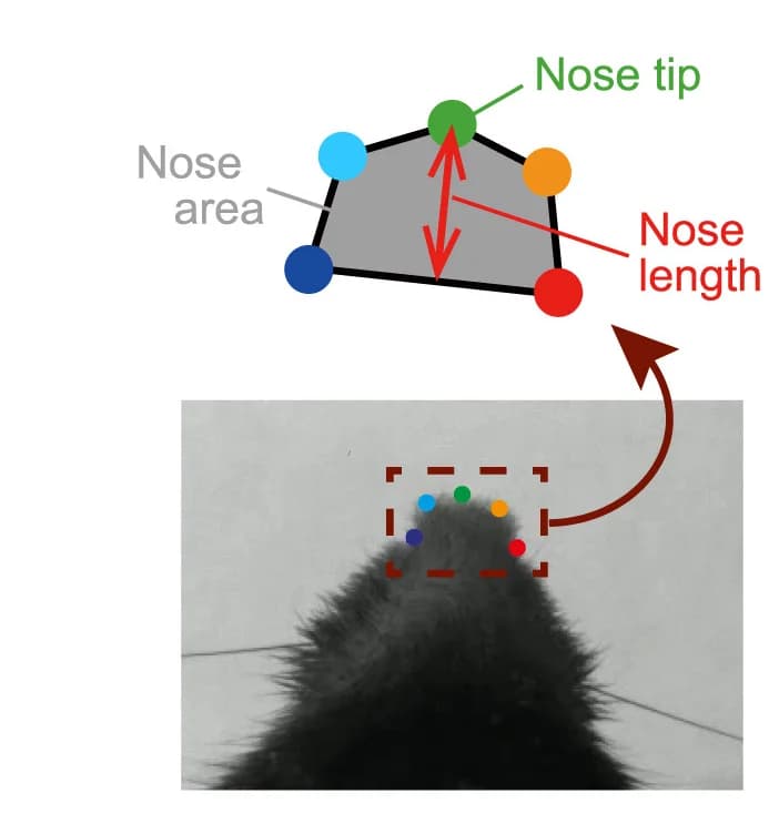 Open access visualization of Illustration, Photo, Nose Analysis, Schematic, Top-view Snapshot