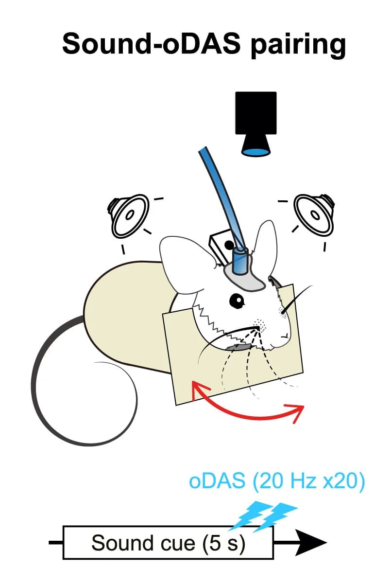 Open access visualization of Illustration, Workflow, Flowchart, Sound-oDAS pairing, Conditioning