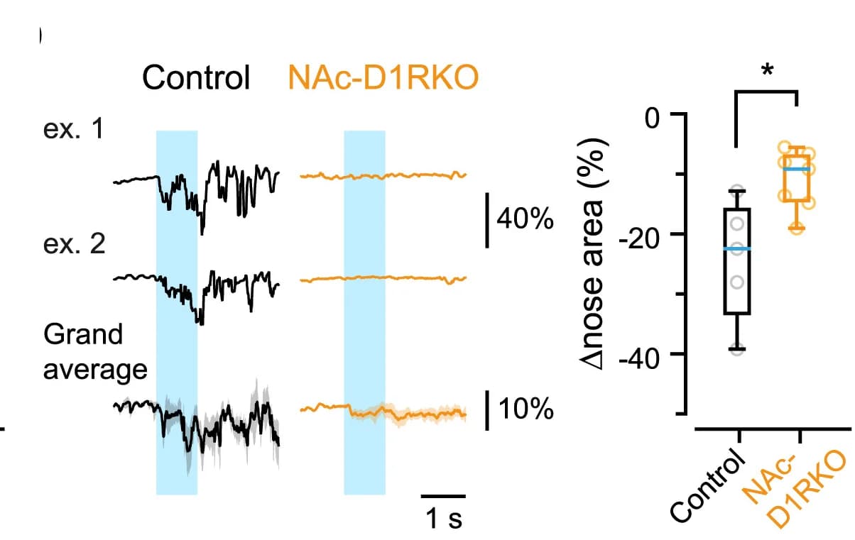 Open access visualization of Line Plot, Box Plot, Nose area, NAc-D1R-KO, Control