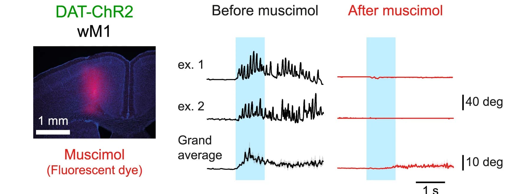 Open access visualization of Line Plot, Epifluorescence Image, Coronal Section, Muscimol Injection, Chicago Sky Blue