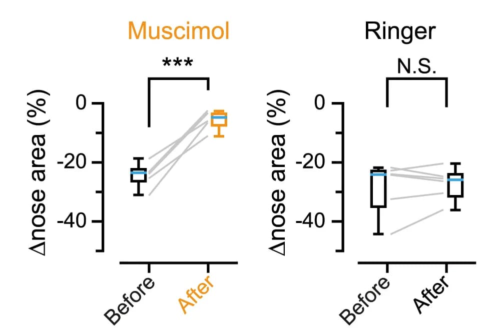 Open access visualization of Box Plot, Line Plot, Nose Area, Muscimol Injection, Ringer's Solution