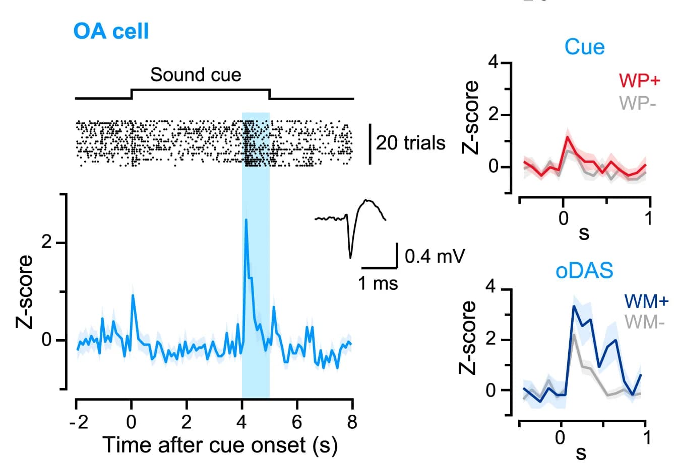 Open access visualization of Line Plot, Error Bars, Scatter Plot, Raster plot, Peri-stimulus time histogram