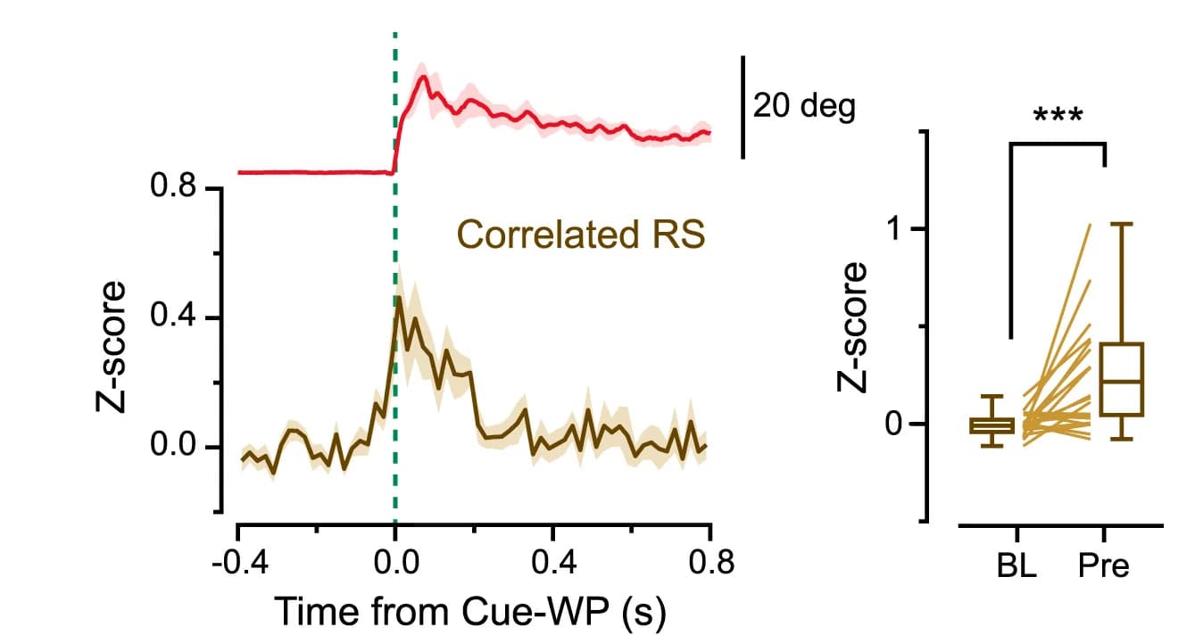 Open access visualization of Line Plot, Error Bars, Box Plot, PSTH, Cue-WP