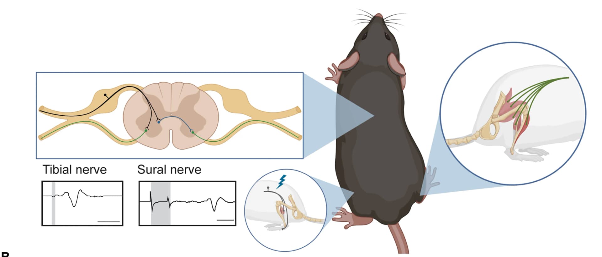 Open access visualization of Illustration, Workflow, Line Plot, Experimental Setup, Nerve Cuff Electrodes