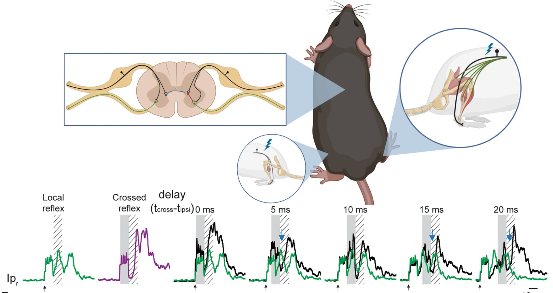 Open access visualization of Line Plot, Experimental Setup, Nerve Stimulation, Reflex Response, Inhibitory Influence