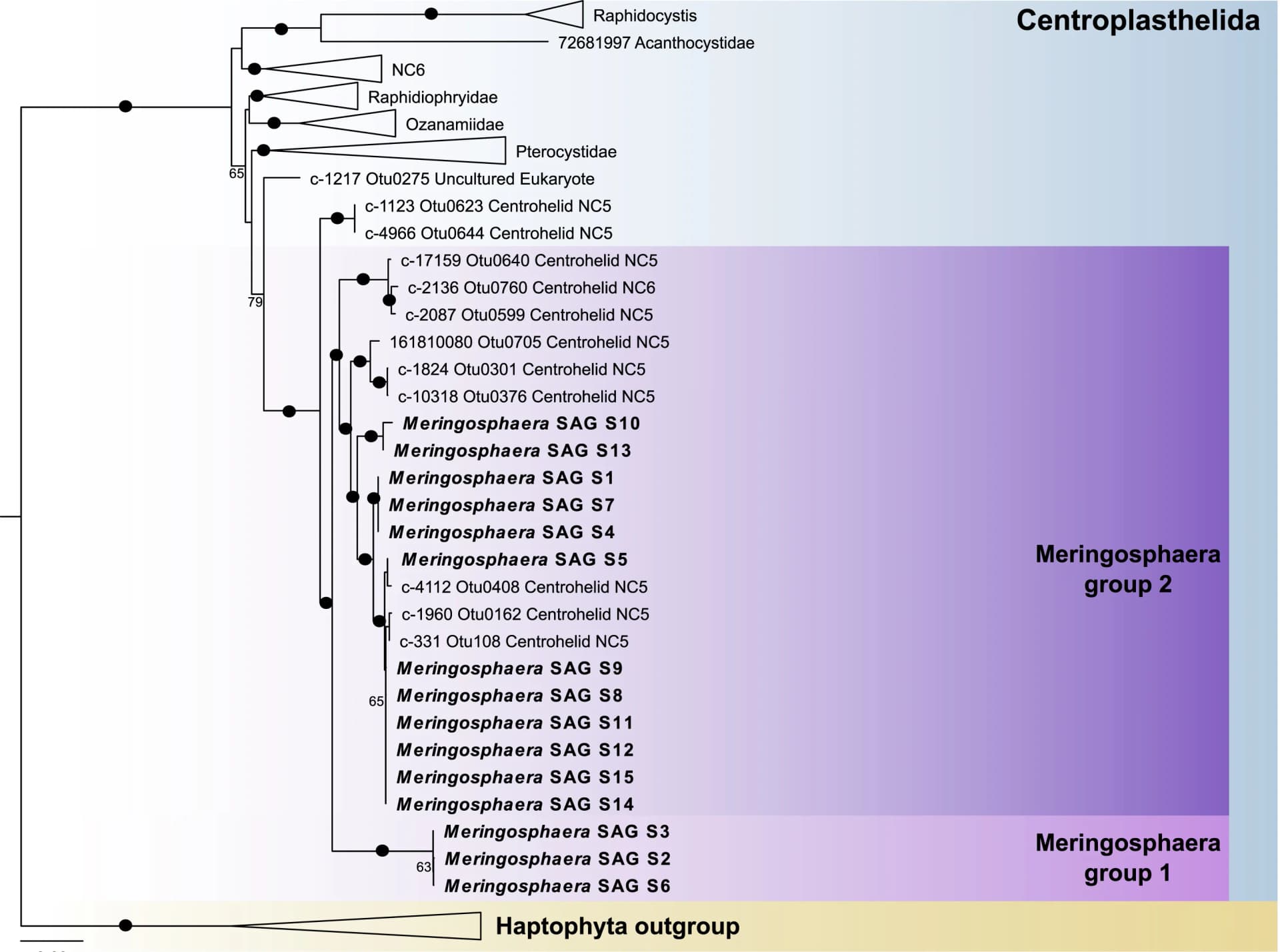 Open access visualization of Network, Pathway, Maximum Likelihood Tree, 18S rDNA, 28S rDNA