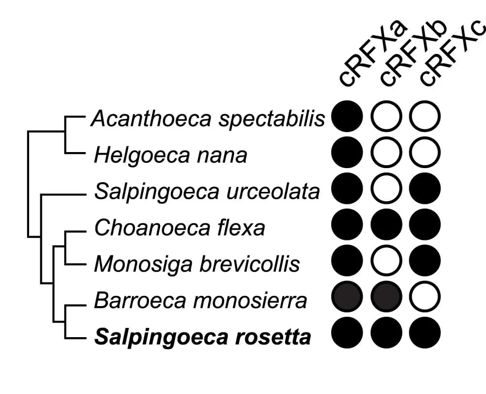 Open access visualization of Illustration, Workflow, cRFXa, RFX Transcription Factors, Choanoflagellates