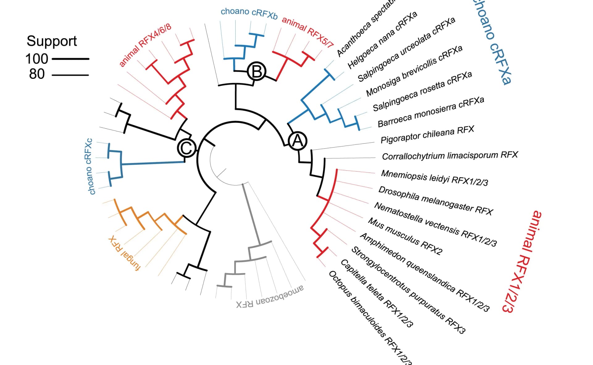 Open access visualization of Network, Pathway, cRFXa, Choanoflagellates, RFX1/2/3