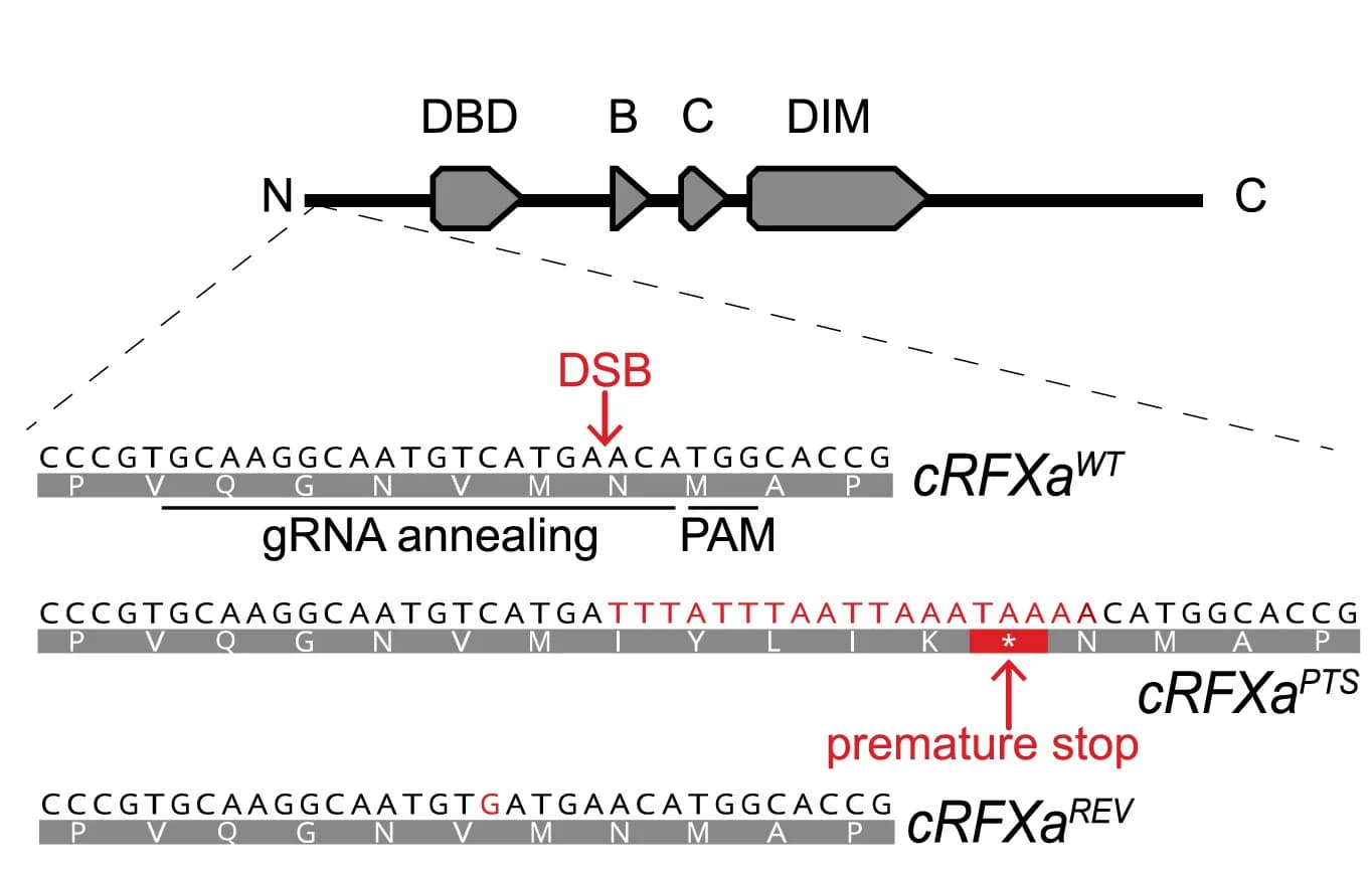 Open access visualization of Illustration, DNA-binding Domain, Guide RNA, Homology-Directed Repair, Early Stop Codon