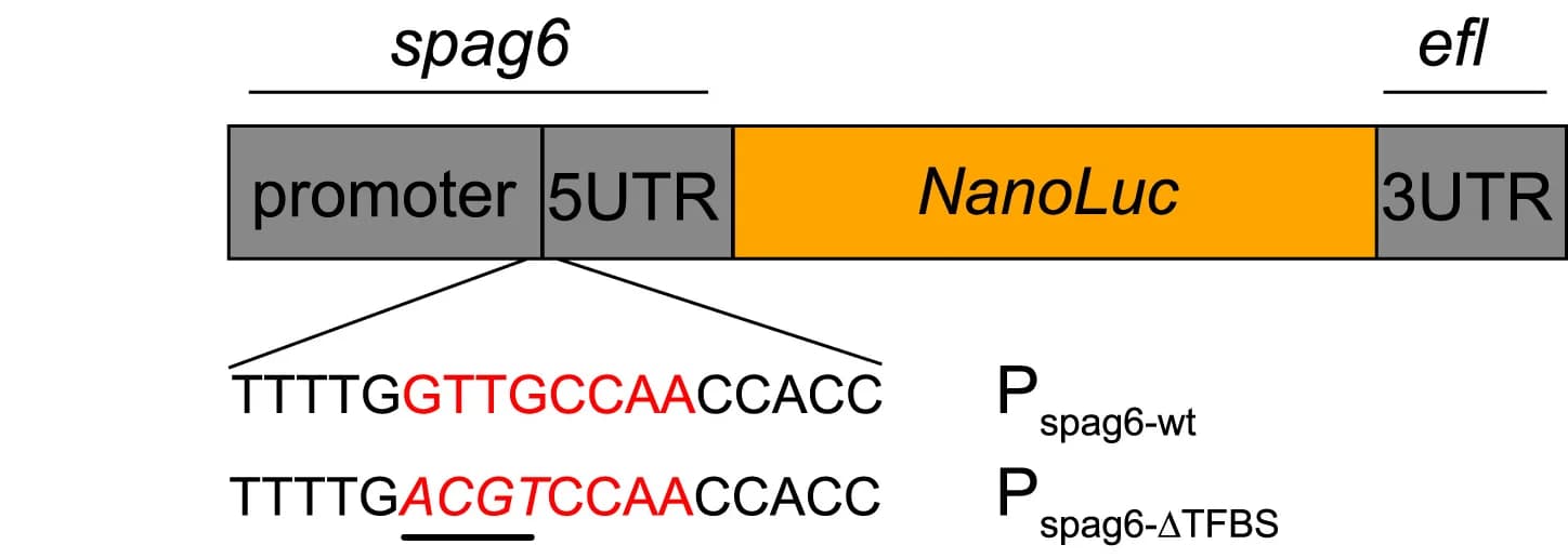 Open access visualization of Illustration, RFX-binding Site, Gene Activation, UTR, Promoter