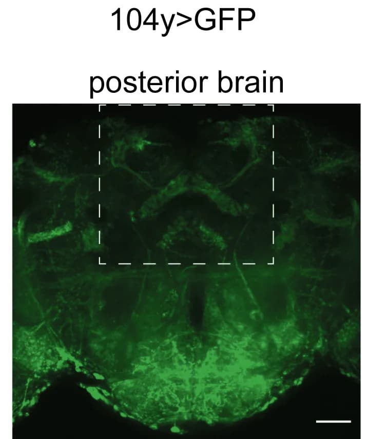 Open access visualization of Microscopy, GFP, Posterior, Whole Mounts