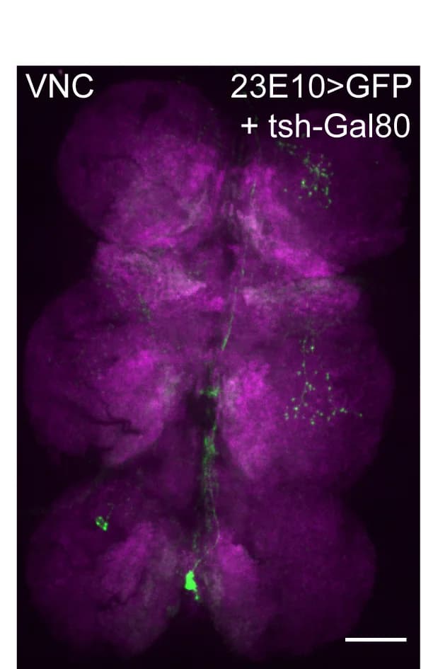 Open access visualization of Microscopy, Representative Images, VNCs, Whole-Mount Preparations, Projections