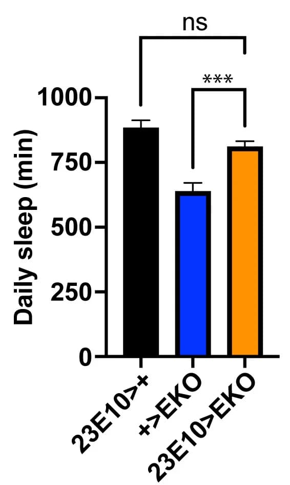 Open access visualization of Bar Plot, Error Bars, Control, Experimental Animals, K Channels