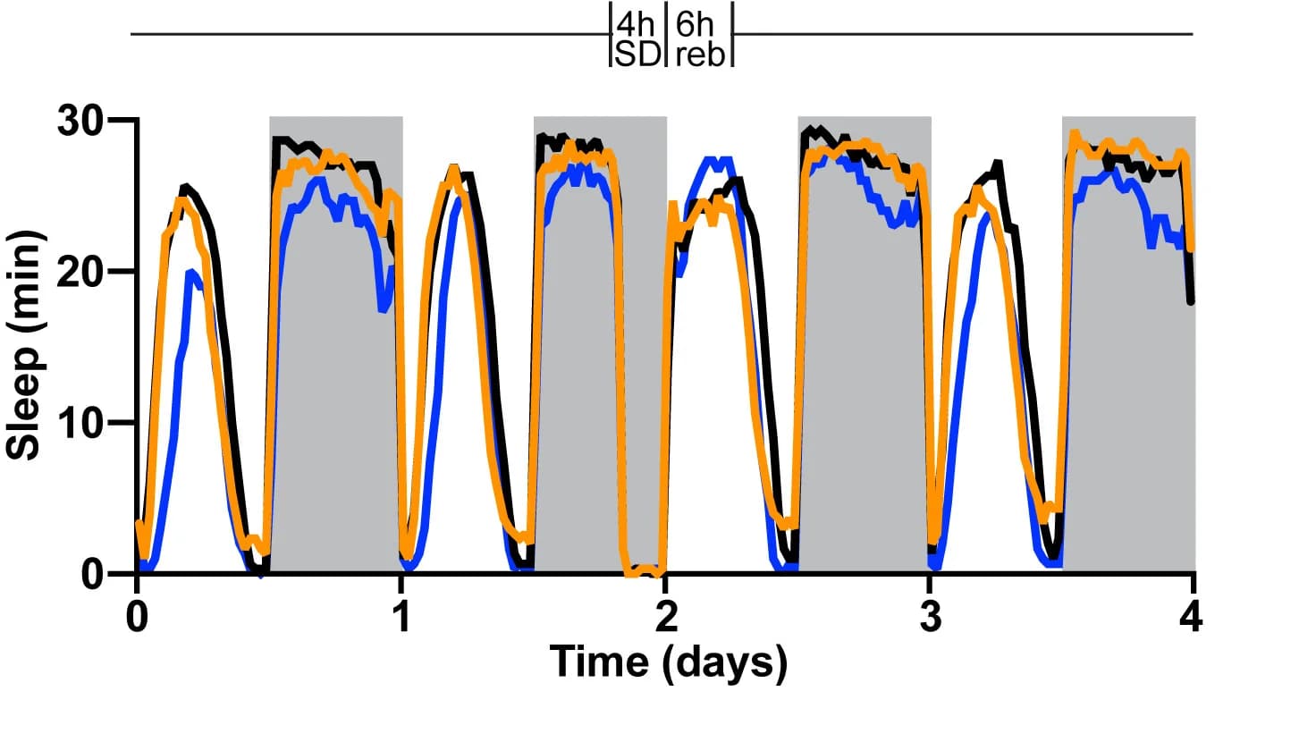 Open access visualization of Line Plot, Sleep Profiles, Control, Experimental Animals, Baseline Conditions