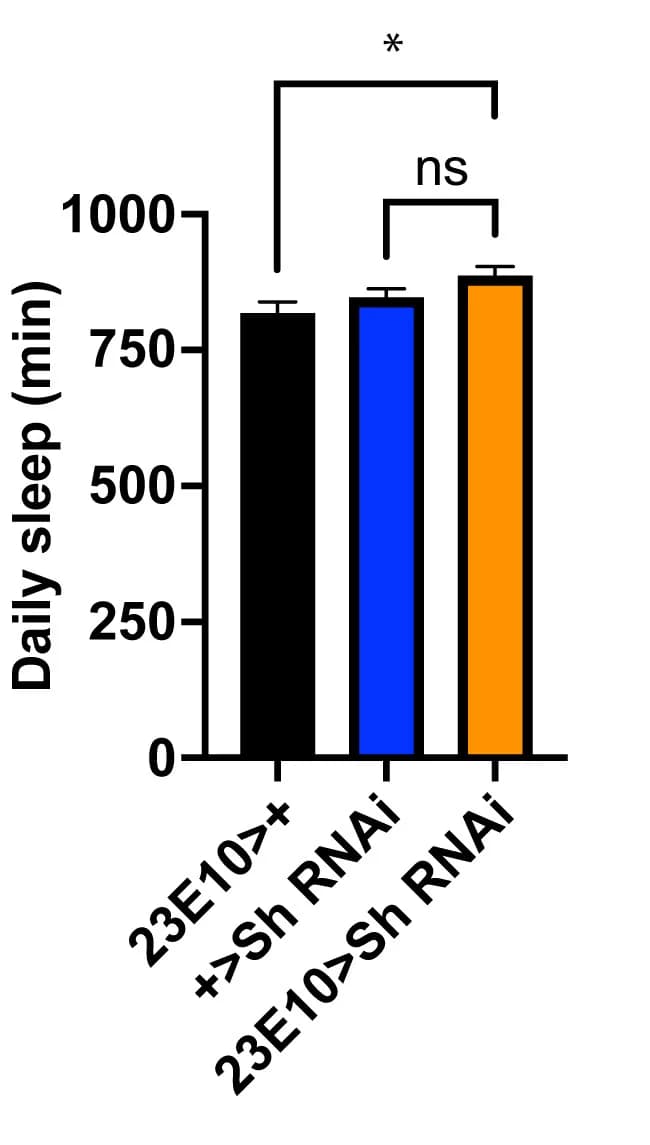 Open access visualization of Bar Plot, Error Bars, Sleep, Control Animals, Experimental Animals