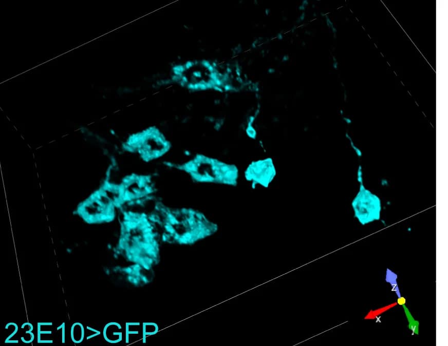 Open access visualization of Microscopy, Volumetric reconstruction, 23E10-labeled cell bodies, IHC