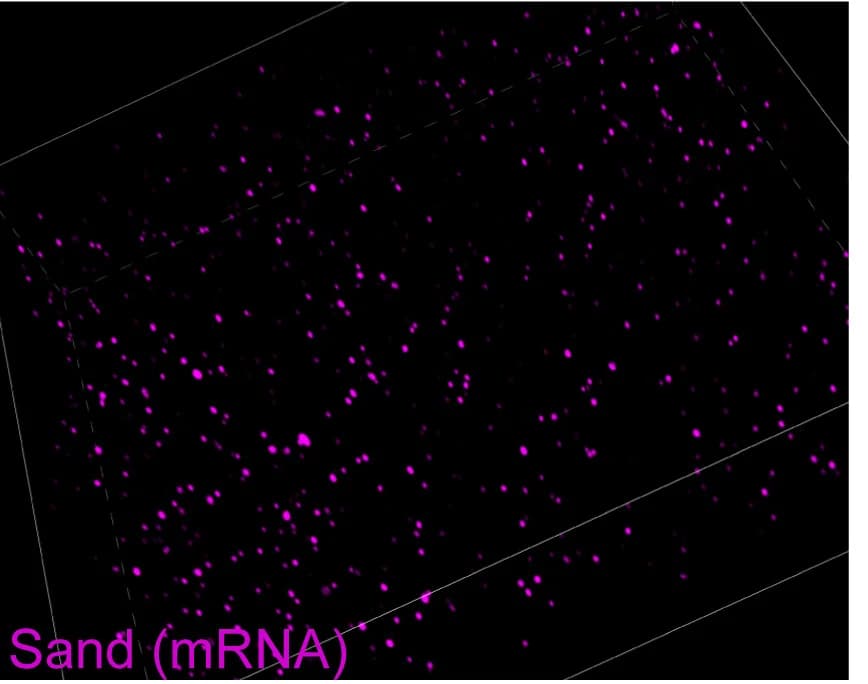 Open access visualization of 3D Plot, Sand mRNA, RNAscope