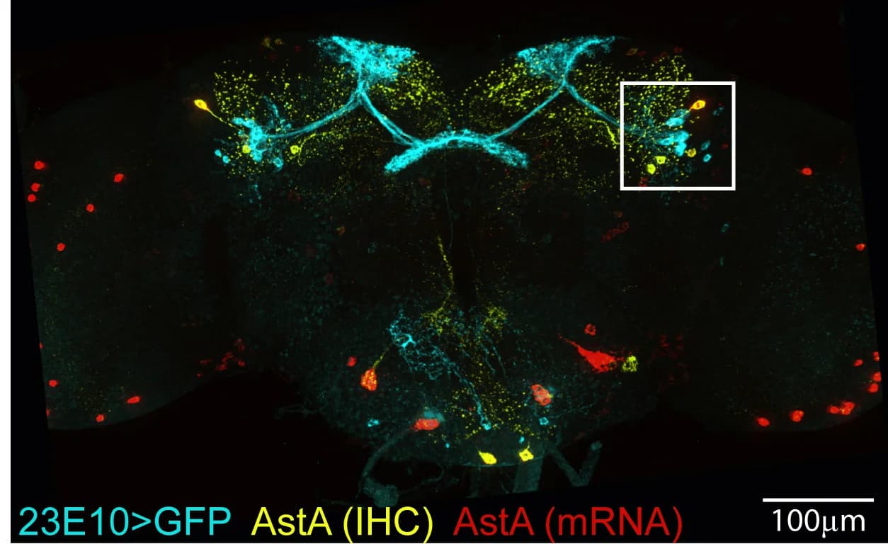 Open access visualization of Microscopy, Whole-mount brain, 23E10-driven GFP, IHC, AstA protein
